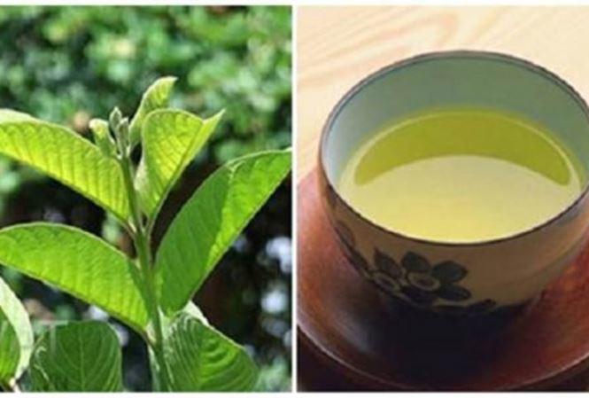 Sự thật về amp;#34;thần dượcamp;#34; trà lá ổi chống ung thư, hỗ trợ chữa tiểu đường - 1