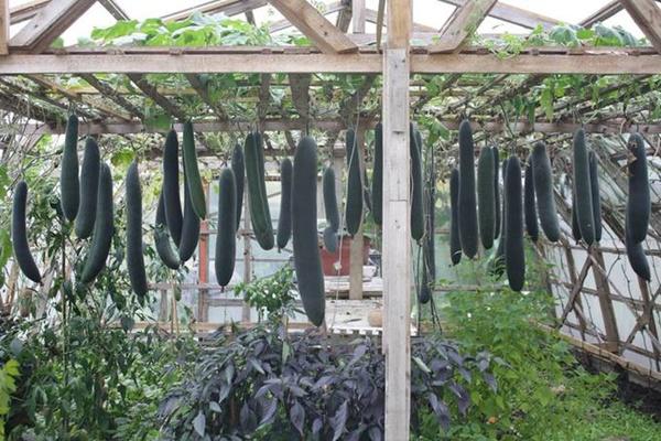 khu vuon 70m2 trong du loai rau, mua nao cung co bau, bi triu trit cua ong bo viet kieu - 1