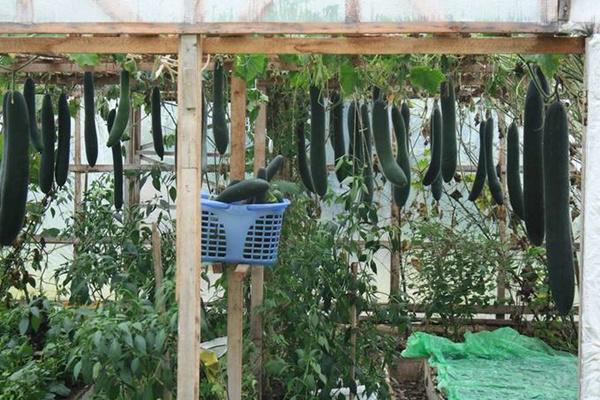 khu vuon 70m2 trong du loai rau, mua nao cung co bau, bi triu trit cua ong bo viet kieu - 2