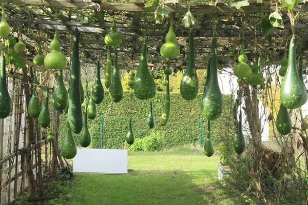 khu vuon 70m2 trong du loai rau, mua nao cung co bau, bi triu trit cua ong bo viet kieu - 3