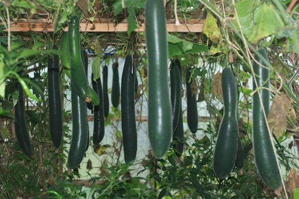 khu vuon 70m2 trong du loai rau, mua nao cung co bau, bi triu trit cua ong bo viet kieu - 4