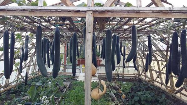 khu vuon 70m2 trong du loai rau, mua nao cung co bau, bi triu trit cua ong bo viet kieu - 5