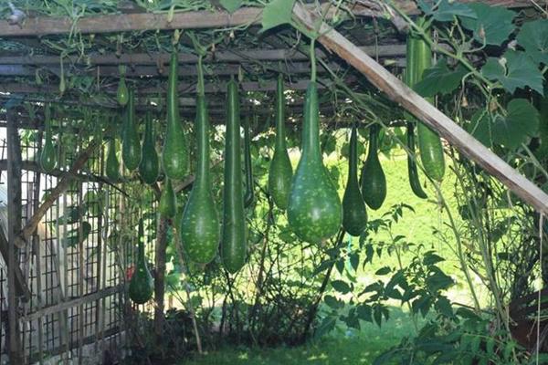 khu vuon 70m2 trong du loai rau, mua nao cung co bau, bi triu trit cua ong bo viet kieu - 6