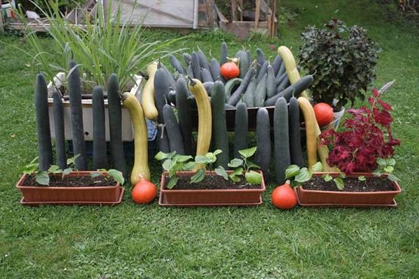 khu vuon 70m2 trong du loai rau, mua nao cung co bau, bi triu trit cua ong bo viet kieu - 7