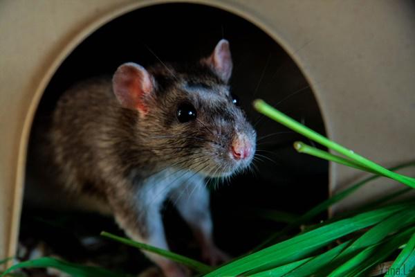 lay nam gao de cho nay, lu chuot trong nha se "dot tu" vi tac ruot ma khong can bay - 1