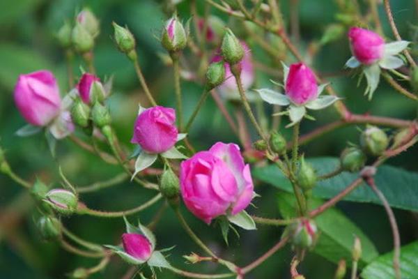 soan ngoi hau, cuop chong chi gai, vi hoang hau xinh dep nay da me hoac vua bang cach nao? - 7