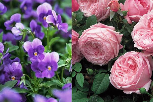 soan ngoi hau, cuop chong chi gai, vi hoang hau xinh dep nay da me hoac vua bang cach nao? - 5