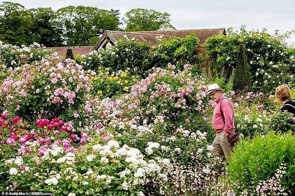 Vĩ nhân hoa hồng qua đời ở tuổi 92, nhìn “di sản” ông để lại mới nghẹn ngào - 4