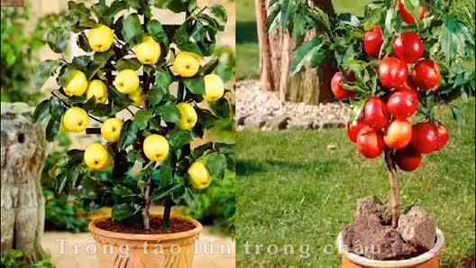 Mua cây táo lùn nở hoa dâm bụt, mẹ trẻ "hốt hoảng” khi được khuyên bón phân bằng… keo 502