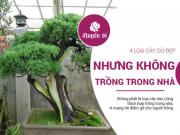 Clip Eva - Quanh năm gặp trắc trở vì Tết lỡ mua 4 loại cây này về nhà trồng