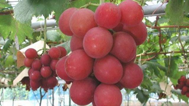 nhung loai qua dat tien mau do ma nha giau thuong mua dip tet cho may man - 4