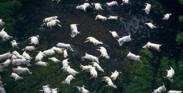 Sự thật về amp;#34;dịch bệnhamp;#34; khiến cả làng hơn nghìn người thiệt mạng sau 1 đêm - 2