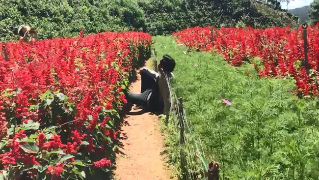 Bệnh tim của Tường trở nặng trong Gạo Nếp Gạo Tẻ vì chạy amp;#34;mệt nghỉamp;#34; theo Hương trên đồi hoa? - 4