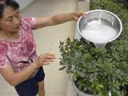 Nhà đẹp - Vợ ngày nào cũng đổ nước gạo ra vườn, 2 tuần sau điều bất ngờ đến khiến chồng “ngã ngửa”