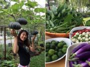 Nhà đẹp - Phát thèm vườn rau sạch của mẹ Việt đảm đang ở Malaysia