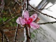 Tin tức - Miền Bắc rét kinh hoàng, Mẫu Sơn xuống -0,5 độ C, băng giá phủ trắng