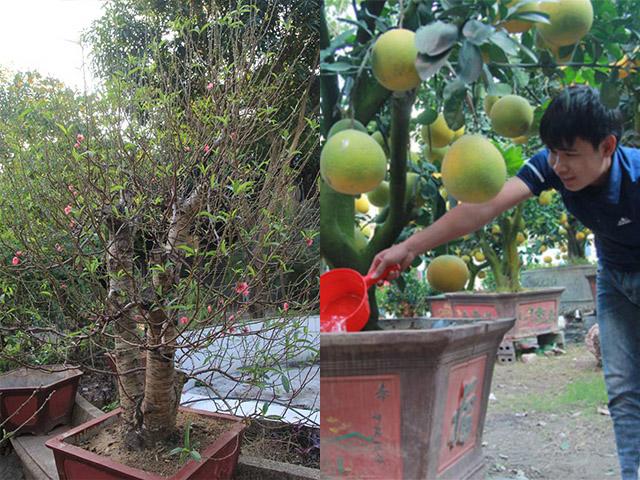 Nhộn nhịp cây cảnh ngày Tết: Đào cổ thất thế, bưởi ghép soán ngôi