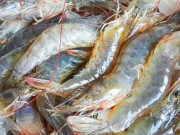 Bếp Eva - Thêm 1 bước này, tôm bảo quản trong tủ lạnh tươi như mới lại không bị mùi