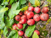 Xem ăn chơi - Thứ quả kỳ lạ mọc hoang trên núi cao nhưng lại có vị ngon không thể tả được