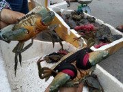 Tiêu dùng - Sốc: Cua biển Việt Nam bán sang Trung Quốc giá rẻ bất thường, chỉ 46.000 đồng/kg