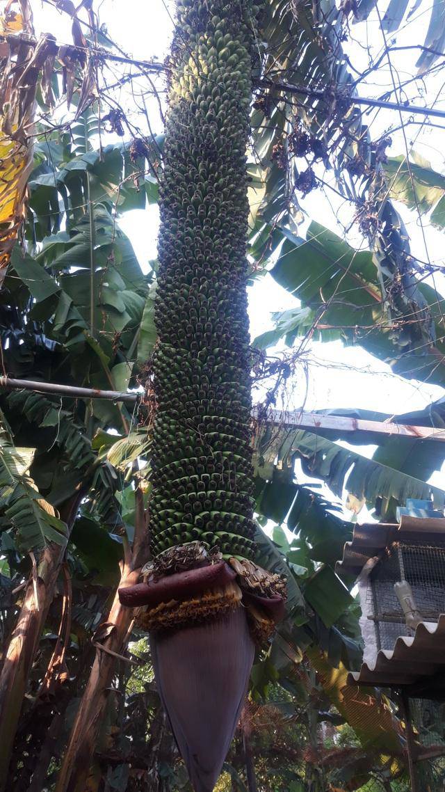 Độc lạ buồng chuối có hơn 120 nải - 1