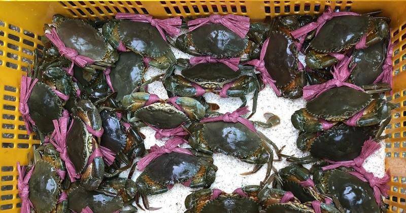 soc: cua bien viet nam ban sang trung quoc gia re bat thuong, chi 46.000 dong/kg - 1