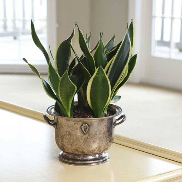 5 loại cây phong thủy chiêu tài đặt đâu tiền ào ào về đó, gia chủ rung đùi hưởng phúc - 2