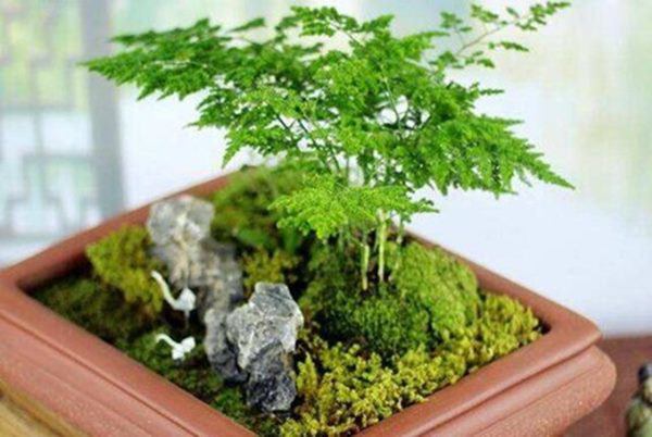 5 loại cây phong thủy chiêu tài đặt đâu tiền ào ào về đó, gia chủ rung đùi hưởng phúc - 3