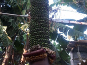 Xem ăn chơi - Độc lạ buồng chuối có hơn 120 nải