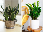 Nhà đẹp - 5 loại cây phong thủy chiêu tài đặt đâu tiền ào ào về đó, gia chủ rung đùi hưởng phúc