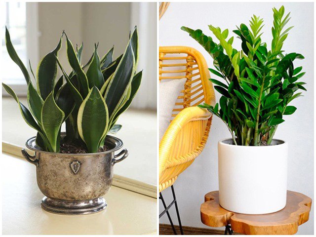 5 loại cây phong thủy chiêu tài đặt đâu tiền ào ào về đó, gia chủ rung đùi hưởng phúc