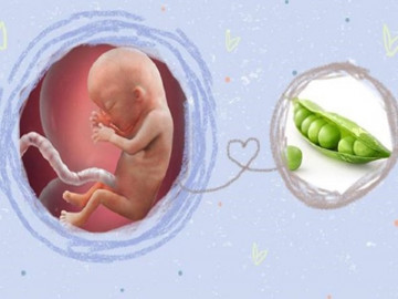 Thai 13 tuần tuổi phát triển thế nào, mẹ ăn gì để con tăng cân, khỏe mạnh?