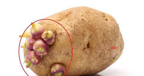 nhung loai cu moc mam tuyet doi khong nen an - 1