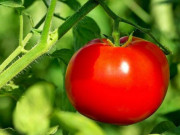 Sức khỏe - Những bộ phận cây, củ độc hơn thạch tín, chớ dại ăn kẻo hối không kịp