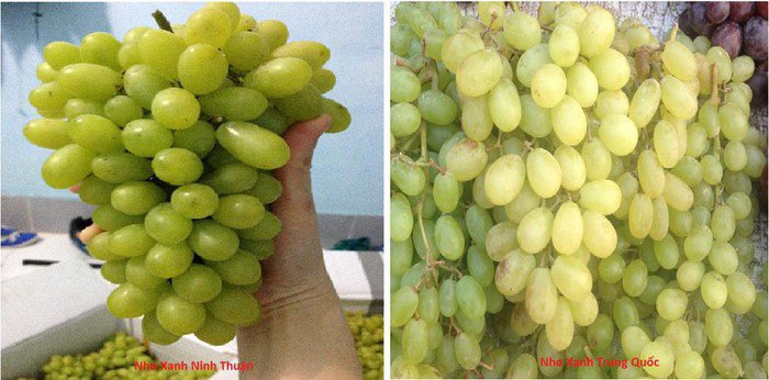 Cách phân biệt nho xanh Trung Quốc với nho xanh Ninh Thuận để chị em tránh mua nhầm - 2