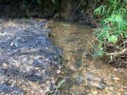 Tin tức - Cận cảnh nhiều mảng chất bẩn giống dầu nhớt quyện trong dòng nước lẫn vào nhà máy nước sông Đà