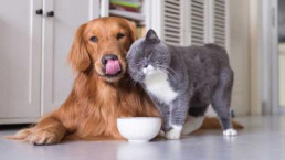 Xem video này mới thấy ghét nhau như chó với mèo chỉ là cú lừa của các cụ