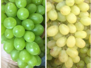 Bếp Eva - Cách phân biệt nho xanh Trung Quốc với nho xanh Ninh Thuận để chị em tránh mua nhầm