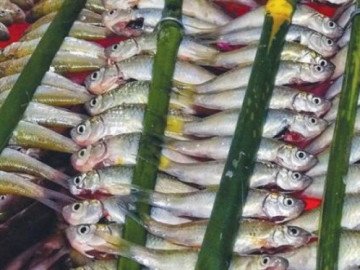 An Giang: Về đồng ăn cá...liệu rồi mai này chỉ còn là ký ức đẹp?!