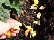 Nhà đẹp - Cây cảnh chết rũ vùi thứ này xuống gốc ngay, sáng ra "dụi mắt" xem điều đặc biệt