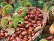 Sức khỏe - Ăn hạt dẻ vào mùa lạnh tốt hơn thuốc bổ nhưng lưu ý điều này nếu không nhập viện gấp