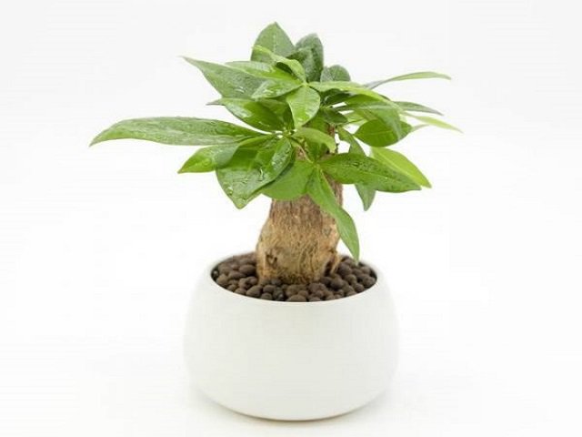 Cây kim ngân hợp tuổi nào để tiền vào như thác, sự nghiệp hanh thông?