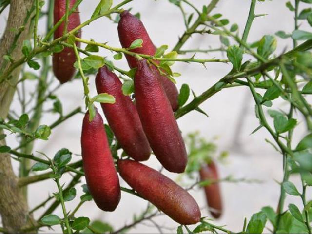 Bản tin tiêu dùng: Loại chanh lạ có tới 24 màu từng mọc hoang, nay được lùng mua 2 triệu/kg