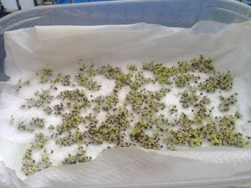 Cách trồng rau mầm không cần đất vẫn mọc siêu nhanh, 2 ngày sau xanh mơn mởn