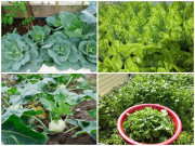 Nhà đẹp - Tháng 11 tới rồi, nhanh tay trồng ngay những loại cây này mùa đông tha hồ hái mỏi tay