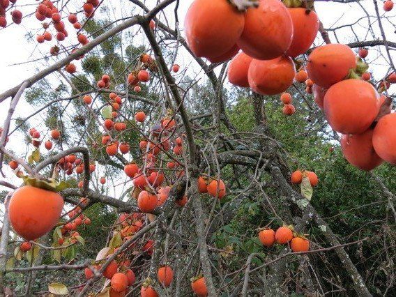 Nhìn bề ngoài, hồng đen trông hoàn toàn giống các loại hồng quen thuộc khác (Nguồn: NPR)