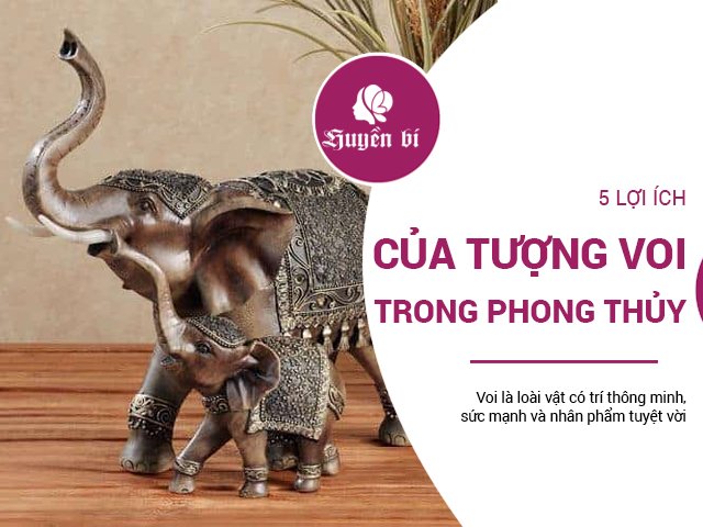 Voi - loài vật có trí thông minh, sức mạnh và 5 tác dụng phong thủy tuyệt vời