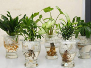 Nhà đẹp - Các loại cây thủy sinh để bàn hút tài lộc, đặt đâu tiền chảy ào ào về đó