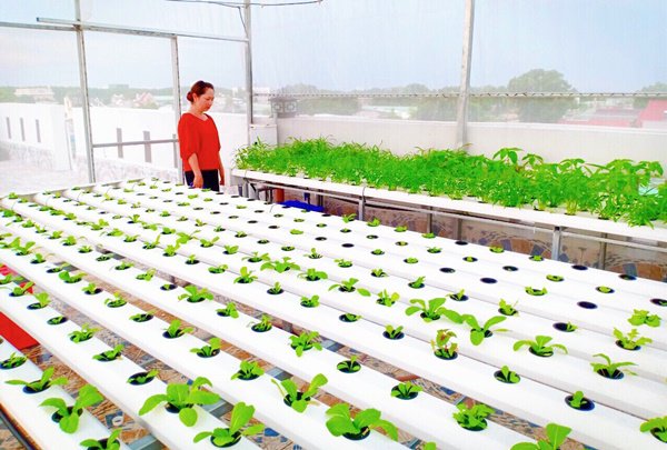 Nhà chật mà vẫn muốn ăn rau sạch, học ngay cách trồng rau thủy canh vừa sạch vừa nhàn - 7