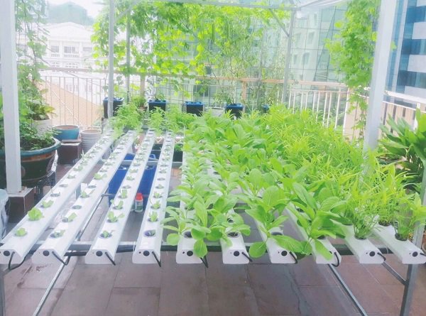 Mô hình thủy canh không hồi lưu làm tại nhà Niên Giám Nông Nghiệp #38 Mô hình thủy canh không hồi lưu làm tại nhà Niên Giám Nông Nghiệp